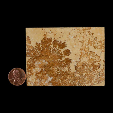 3.1" Pyrolusite Dendritic Limestone Solnhofen Upper Jurassic Age West Germany - Fossil Age Minerals