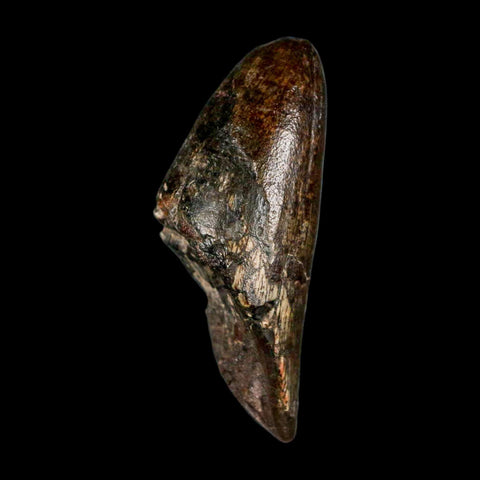 2.5" Sarcosuchus Imperator Crocodile Fossil Tooth Elrhaz FM Cretaceous Niger COA