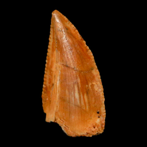 0.5" Abelisaur Serrated Tooth Fossil Cretaceous Age Dinosaur Morocco COA, Display - Fossil Age Minerals