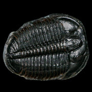 1.3" Elrathia Kingi Trilobite Fossil Utah Cambrian Age 521 Million Years Old COA