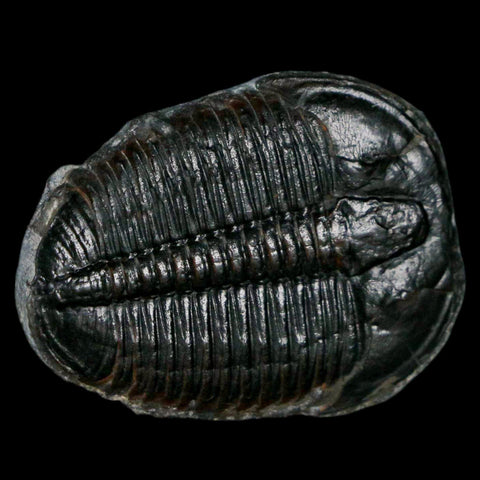 1.3" Elrathia Kingi Trilobite Fossil Utah Cambrian Age 521 Million Years Old COA - Fossil Age Minerals