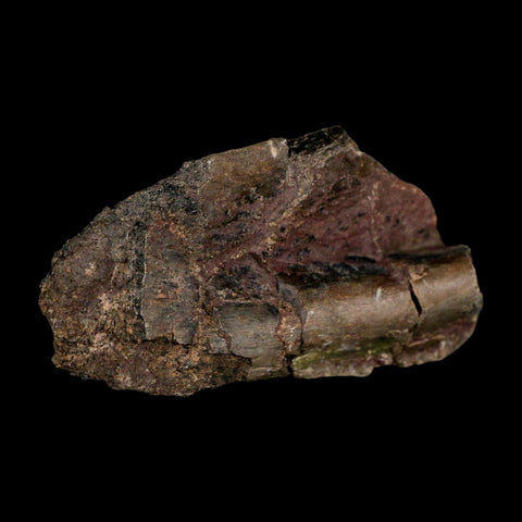 2.9" Maiasaura Hadrosaur Dinosaur Rib Bone Fossil Two Medicine FM Montana COA - Fossil Age Minerals