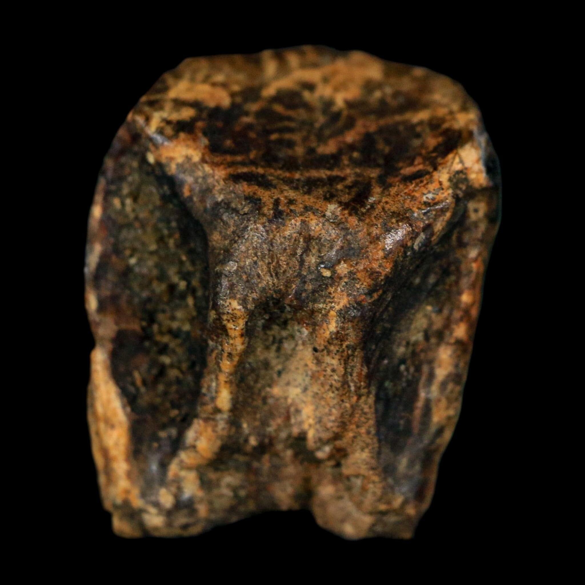 XL 0.7" Triceratops Fossil Tooth Hell Creek FM Cretaceous Dinosaur Montana COA - Fossil Age Minerals