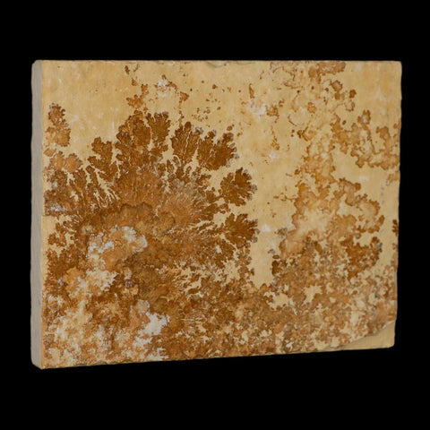 3.1" Pyrolusite Dendritic Limestone Solnhofen Upper Jurassic Age West Germany - Fossil Age Minerals