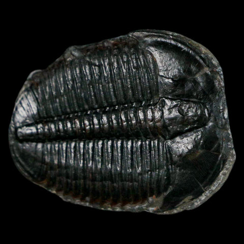 1.3" Elrathia Kingi Trilobite Fossil Utah Cambrian Age 521 Million Years Old COA - Fossil Age Minerals