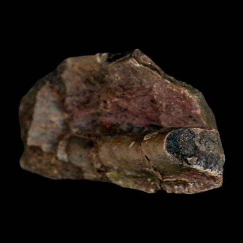 2.9" Maiasaura Hadrosaur Dinosaur Rib Bone Fossil Two Medicine FM Montana COA - Fossil Age Minerals