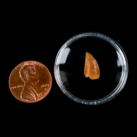 0.5" Abelisaur Serrated Tooth Fossil Cretaceous Age Dinosaur Morocco COA, Display - Fossil Age Minerals