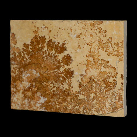 3.1" Pyrolusite Dendritic Limestone Solnhofen Upper Jurassic Age West Germany - Fossil Age Minerals