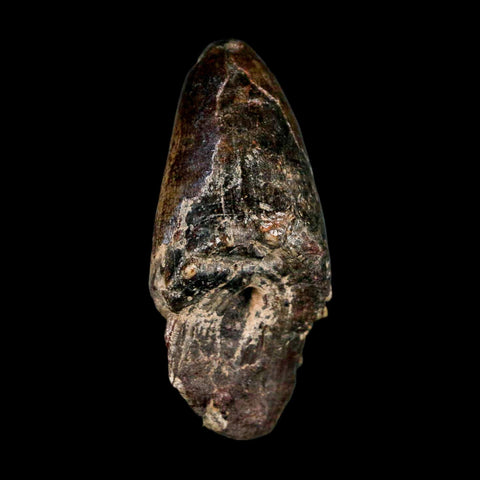 2.5" Sarcosuchus Imperator Crocodile Fossil Tooth Elrhaz FM Cretaceous Niger COA