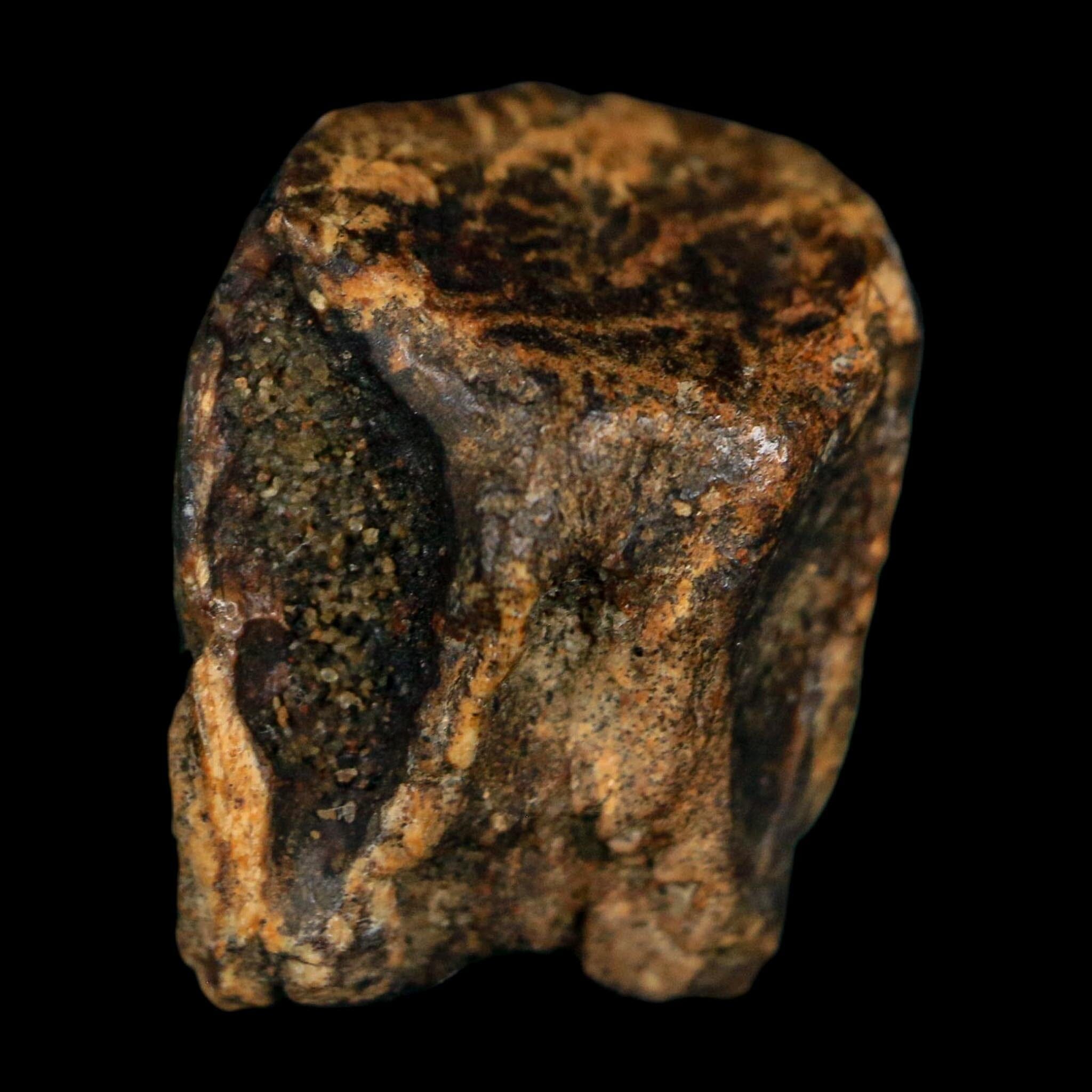 XL 0.7" Triceratops Fossil Tooth Hell Creek FM Cretaceous Dinosaur Montana COA - Fossil Age Minerals