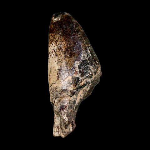 2.5" Sarcosuchus Imperator Crocodile Fossil Tooth Elrhaz FM Cretaceous Niger COA