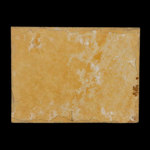3.1" Pyrolusite Dendritic Limestone Solnhofen Upper Jurassic Age West Germany - Fossil Age Minerals