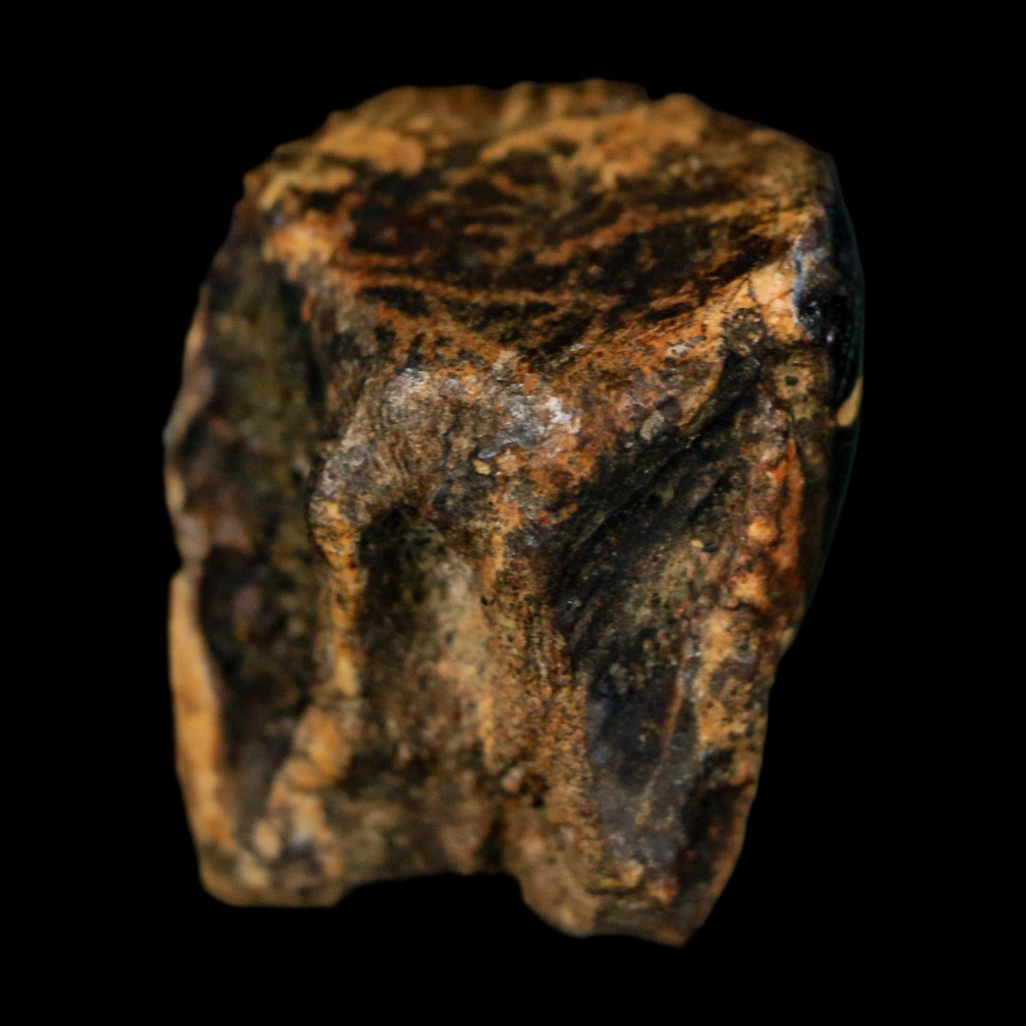 XL 0.7" Triceratops Fossil Tooth Hell Creek FM Cretaceous Dinosaur Montana COA - Fossil Age Minerals