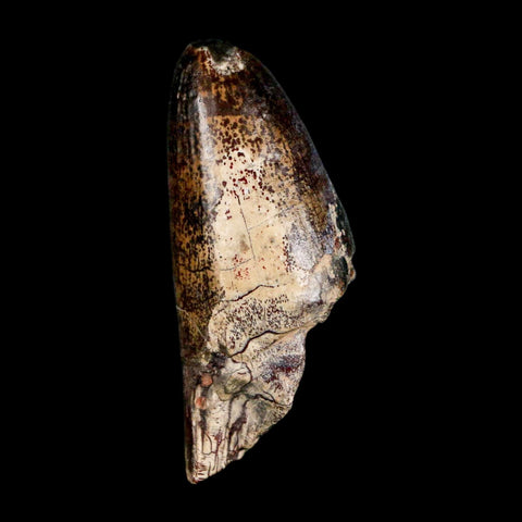 2.5" Sarcosuchus Imperator Crocodile Fossil Tooth Elrhaz FM Cretaceous Niger COA