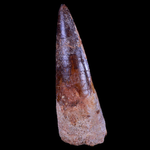 XL 3.3" Spinosaurus Fossil Tooth 100 Mil Yrs Old Cretaceous Dinosaur COA & Stand - Fossil Age Minerals