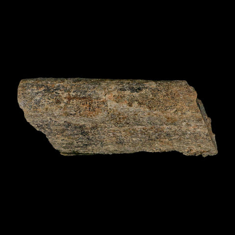 3.8" Maiasaura Hadrosaur Dinosaur Rib Bone Fossil Two Medicine FM Montana COA - Fossil Age Minerals