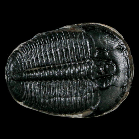 1.3" Elrathia Kingi Trilobite Fossil Utah Cambrian Age 521 Million Years Old COA