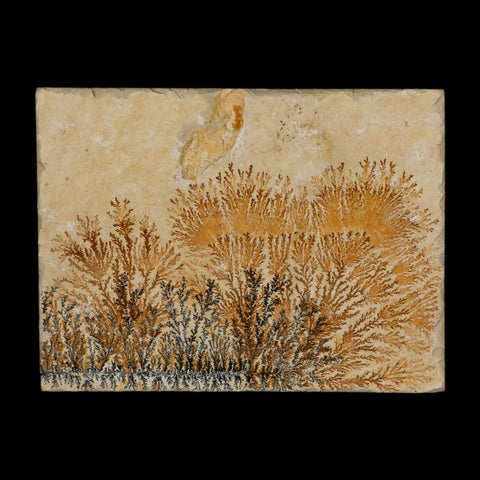 3.1" Pyrolusite Dendritic Limestone Solnhofen Upper Jurassic Age West Germany - Fossil Age Minerals