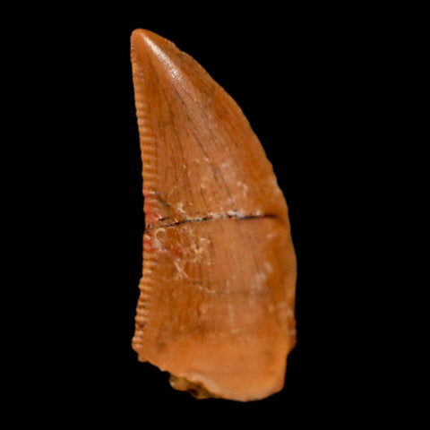 0.6" Abelisaur Serrated Tooth Fossil Cretaceous Age Dinosaur Morocco COA, Display - Fossil Age Minerals