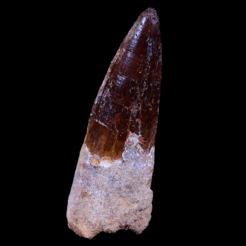 XL 3.3" Spinosaurus Fossil Tooth 100 Mil Yrs Old Cretaceous Dinosaur COA & Stand - Fossil Age Minerals