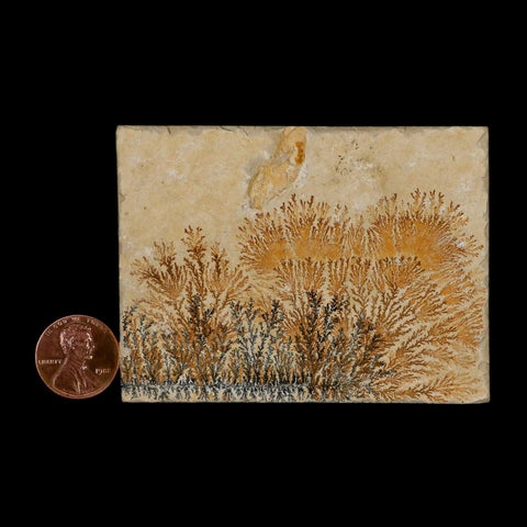 3.1" Pyrolusite Dendritic Limestone Solnhofen Upper Jurassic Age West Germany - Fossil Age Minerals