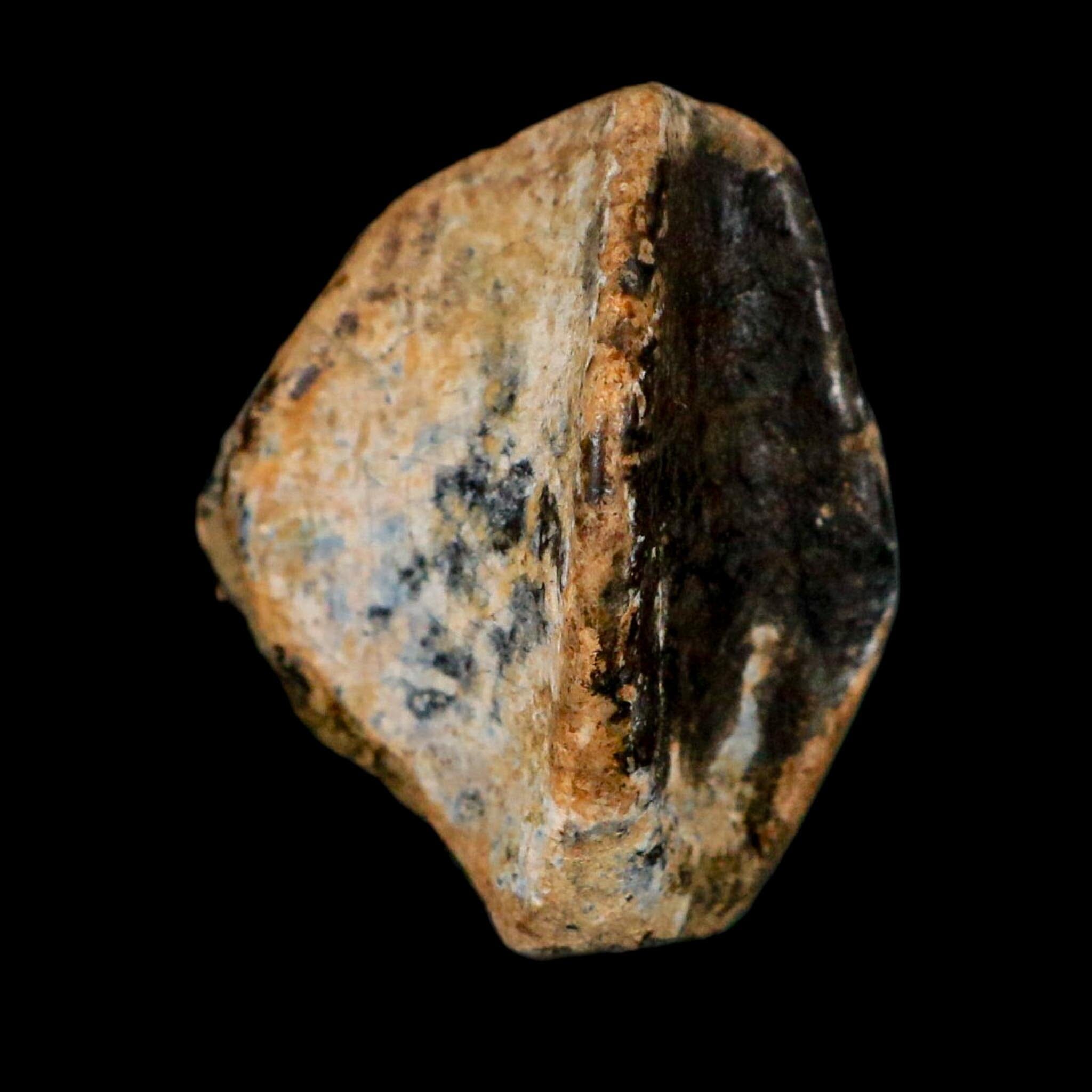 XL 0.9" Triceratops Fossil Tooth Crown Lance Creek FM Cretaceous Dinosaur WY COA - Fossil Age Minerals