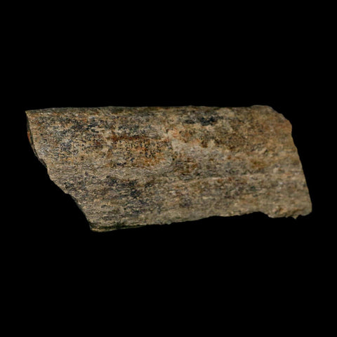 3.8" Maiasaura Hadrosaur Dinosaur Rib Bone Fossil Two Medicine FM Montana COA - Fossil Age Minerals