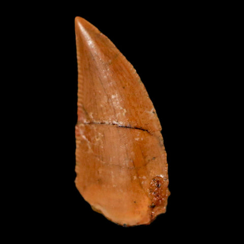 0.6" Abelisaur Serrated Tooth Fossil Cretaceous Age Dinosaur Morocco COA, Display - Fossil Age Minerals