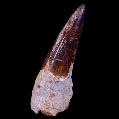 XL 3.3" Spinosaurus Fossil Tooth 100 Mil Yrs Old Cretaceous Dinosaur COA & Stand - Fossil Age Minerals