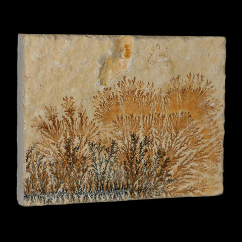 3.1" Pyrolusite Dendritic Limestone Solnhofen Upper Jurassic Age West Germany - Fossil Age Minerals
