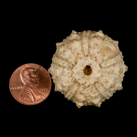 33MM Detailed Fossil Goniopygus Sp Sea Urchin Echinoid Cretaceous Morocco - Fossil Age Minerals