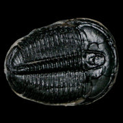 1.3" Elrathia Kingi Trilobite Fossil Utah Cambrian Age 521 Million Years Old COA