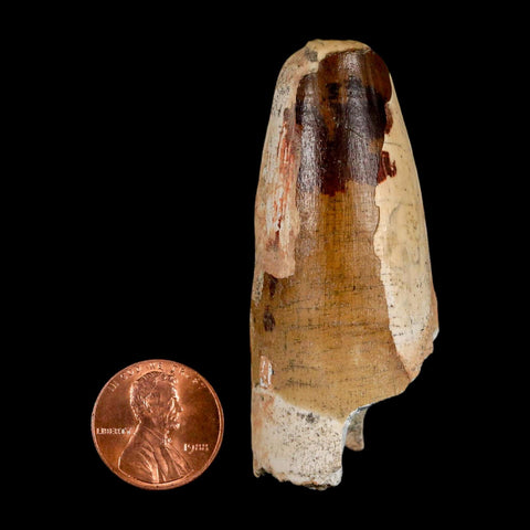 2.4" Sarcosuchus Imperator Crocodile Fossil Tooth Elrhaz FM Cretaceous Niger COA