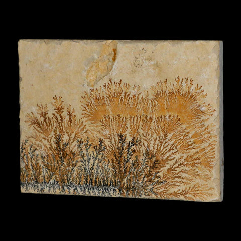 3.1" Pyrolusite Dendritic Limestone Solnhofen Upper Jurassic Age West Germany - Fossil Age Minerals