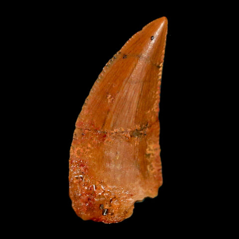0.6" Abelisaur Serrated Tooth Fossil Cretaceous Age Dinosaur Morocco COA, Display - Fossil Age Minerals