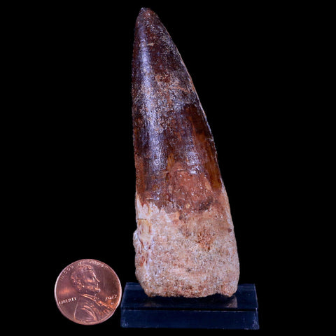 XL 3.3" Spinosaurus Fossil Tooth 100 Mil Yrs Old Cretaceous Dinosaur COA & Stand - Fossil Age Minerals