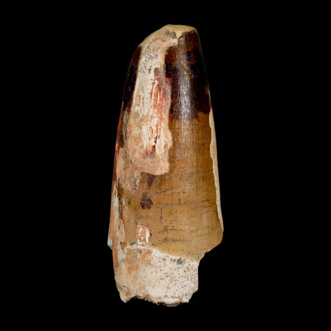 2.4" Sarcosuchus Imperator Crocodile Fossil Tooth Elrhaz FM Cretaceous Niger COA