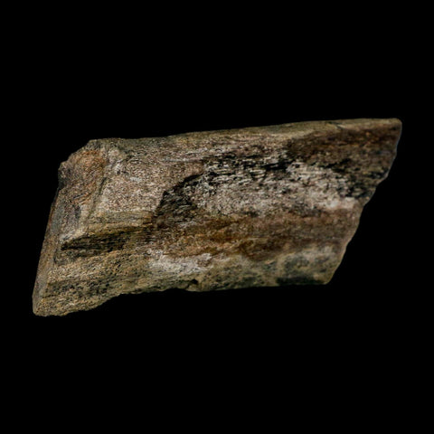 3.8" Maiasaura Hadrosaur Dinosaur Rib Bone Fossil Two Medicine FM Montana COA - Fossil Age Minerals