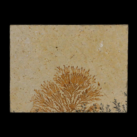 3.1" Pyrolusite Dendritic Limestone Solnhofen Upper Jurassic Age West Germany - Fossil Age Minerals