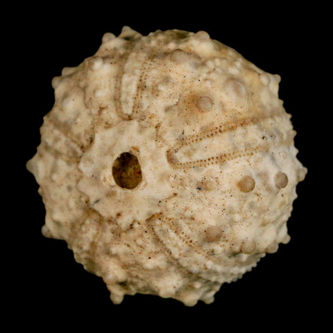 33MM Detailed Fossil Goniopygus Sp Sea Urchin Echinoid Cretaceous Morocco - Fossil Age Minerals