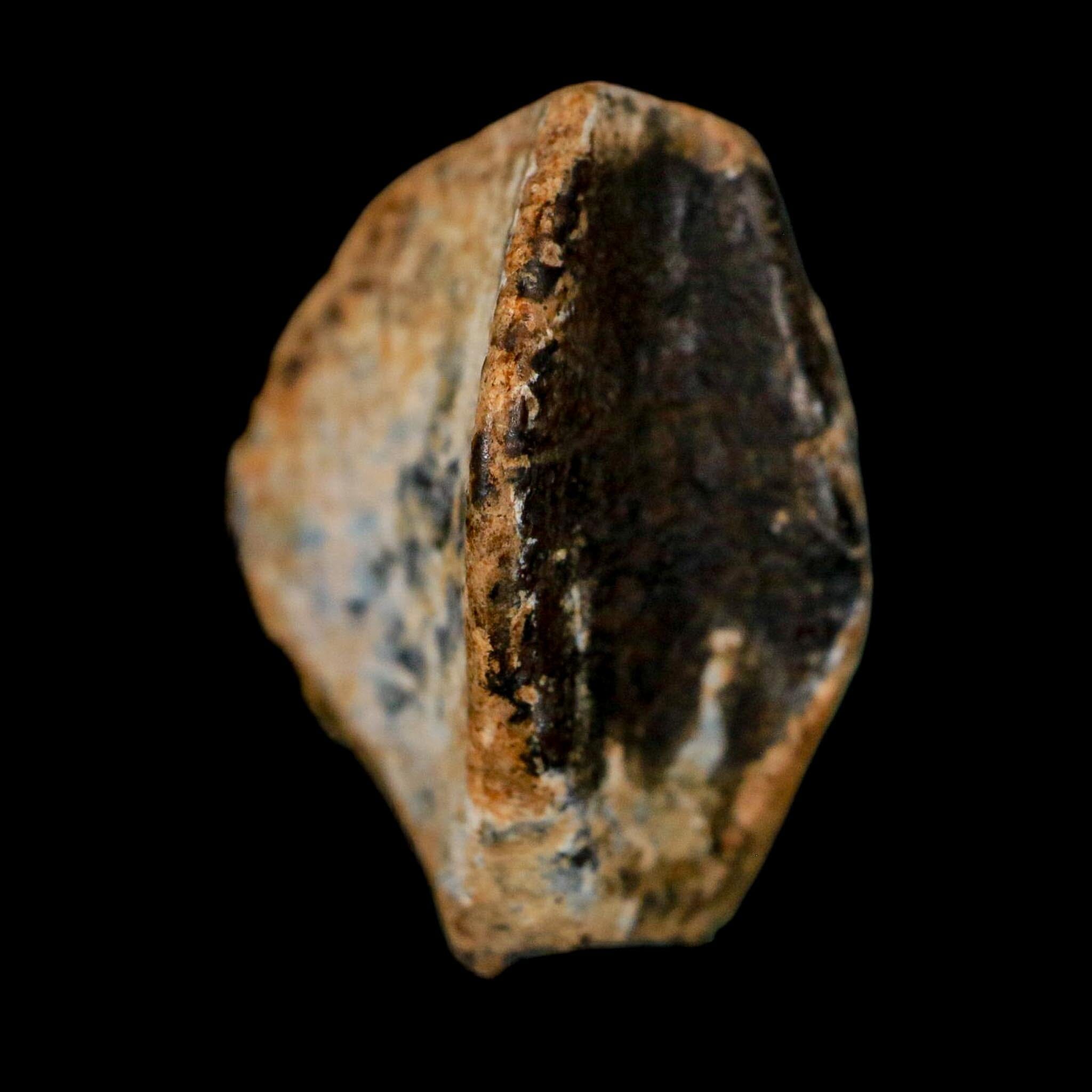 XL 0.9" Triceratops Fossil Tooth Crown Lance Creek FM Cretaceous Dinosaur WY COA - Fossil Age Minerals