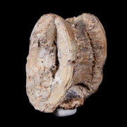 1.4" Xiphactinus Audax Fossil Vertebrae Cretaceous Era Fish Niobrara FM Kansas