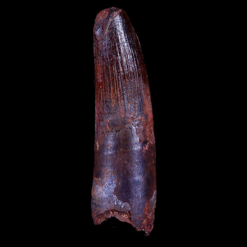 XL 3.1" Spinosaurus Fossil Tooth 100 Mil Yrs Old Cretaceous Dinosaur COA & Stand - Fossil Age Minerals