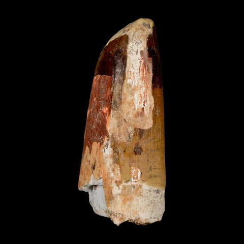 2.4" Sarcosuchus Imperator Crocodile Fossil Tooth Elrhaz FM Cretaceous Niger COA