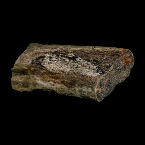 3.8" Maiasaura Hadrosaur Dinosaur Rib Bone Fossil Two Medicine FM Montana COA - Fossil Age Minerals