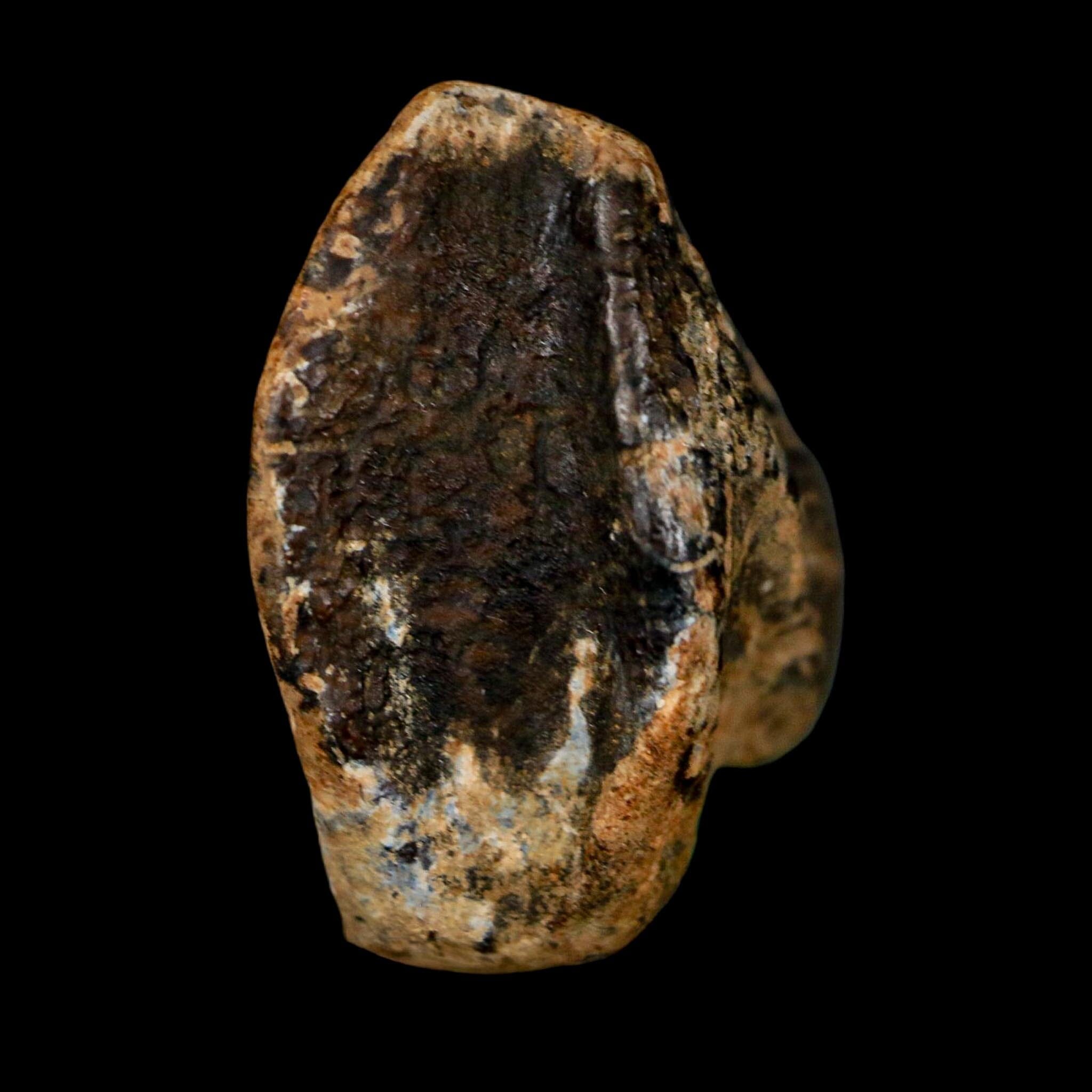 XL 0.9" Triceratops Fossil Tooth Crown Lance Creek FM Cretaceous Dinosaur WY COA - Fossil Age Minerals