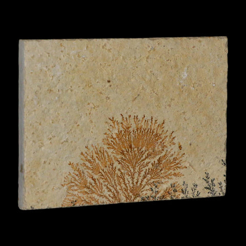 3.1" Pyrolusite Dendritic Limestone Solnhofen Upper Jurassic Age West Germany - Fossil Age Minerals