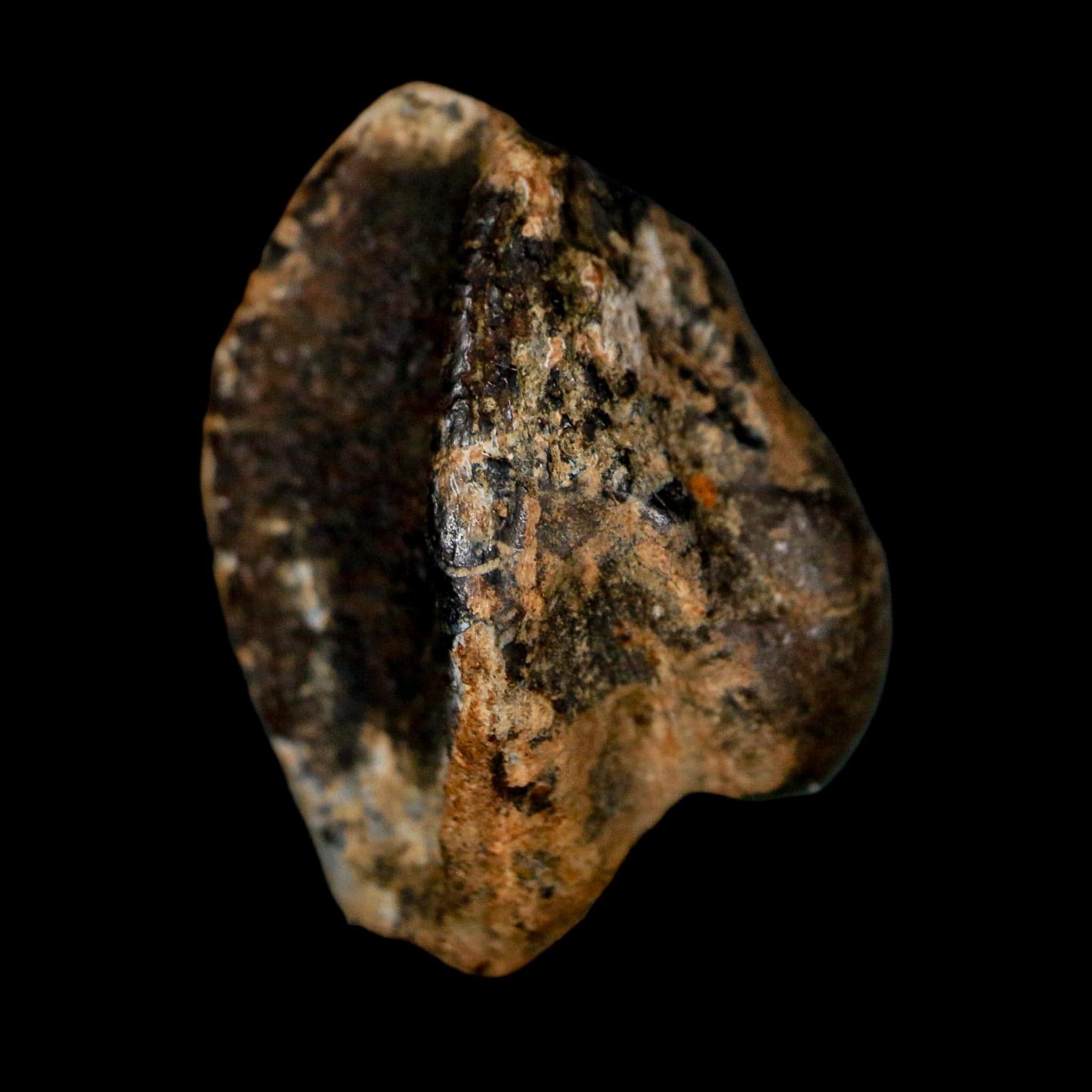XL 0.9" Triceratops Fossil Tooth Crown Lance Creek FM Cretaceous Dinosaur WY COA - Fossil Age Minerals
