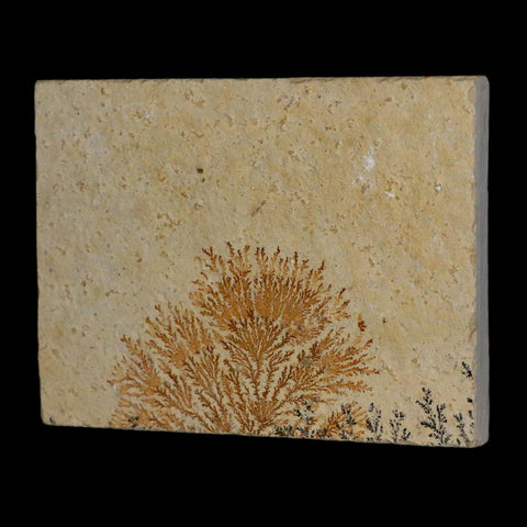 3.1" Pyrolusite Dendritic Limestone Solnhofen Upper Jurassic Age West Germany - Fossil Age Minerals