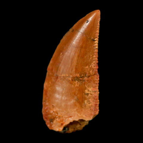 0.6" Abelisaur Serrated Tooth Fossil Cretaceous Age Dinosaur Morocco COA, Display - Fossil Age Minerals